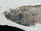 Diplomystus Fossil Fish - Utah #6910-1